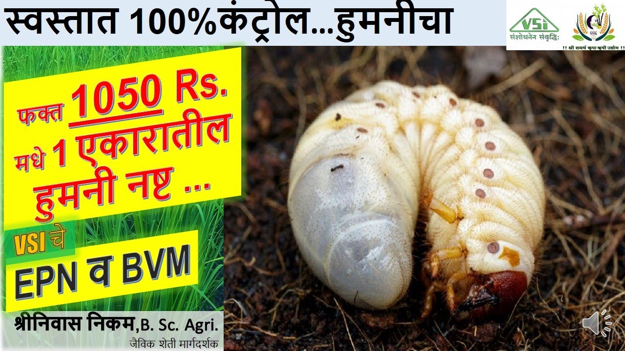 जैविक पद्धतीन हुमनी नियंत्रण|100% रिजल्ट मिळनारच|VSI चे EPN आणि BVM|हुमनी कंट्रोल|WhiteGrubControl