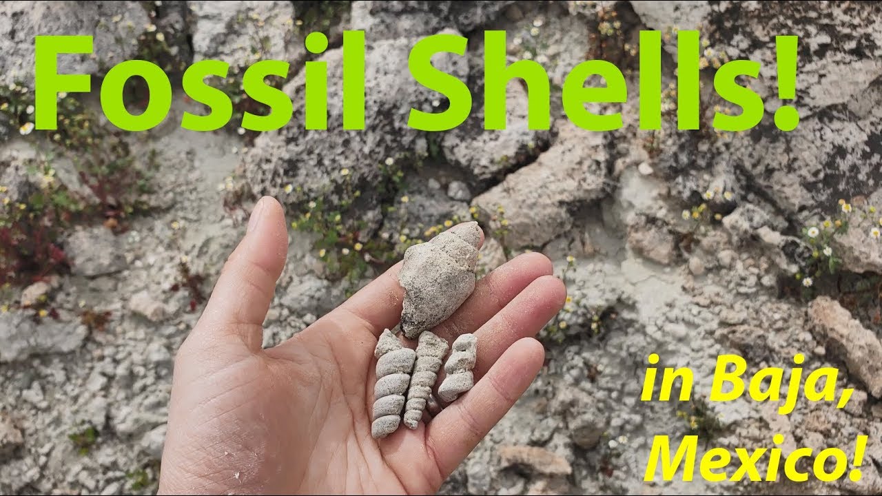 A Fossil Beach in Mexico