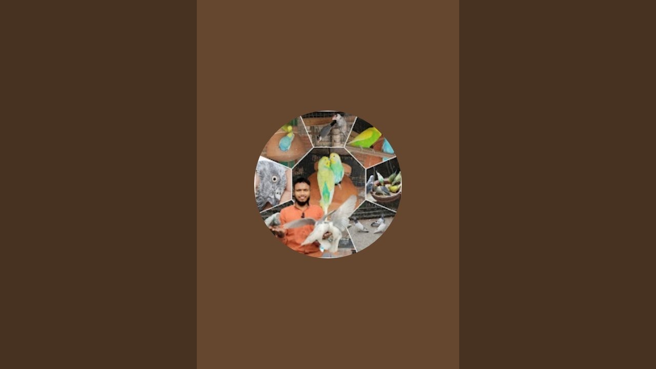 King of Bird house is live!