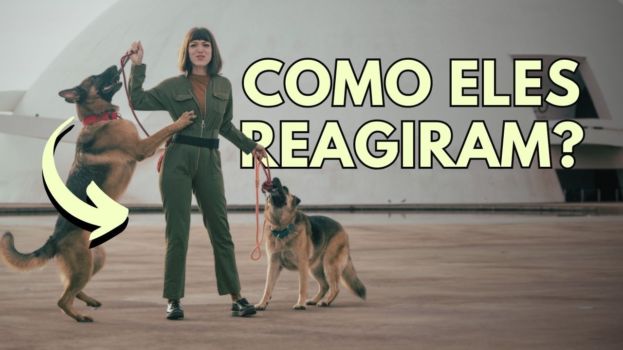 DE CASA PARA APARTAMENTO COM OS CÃES: e agora?