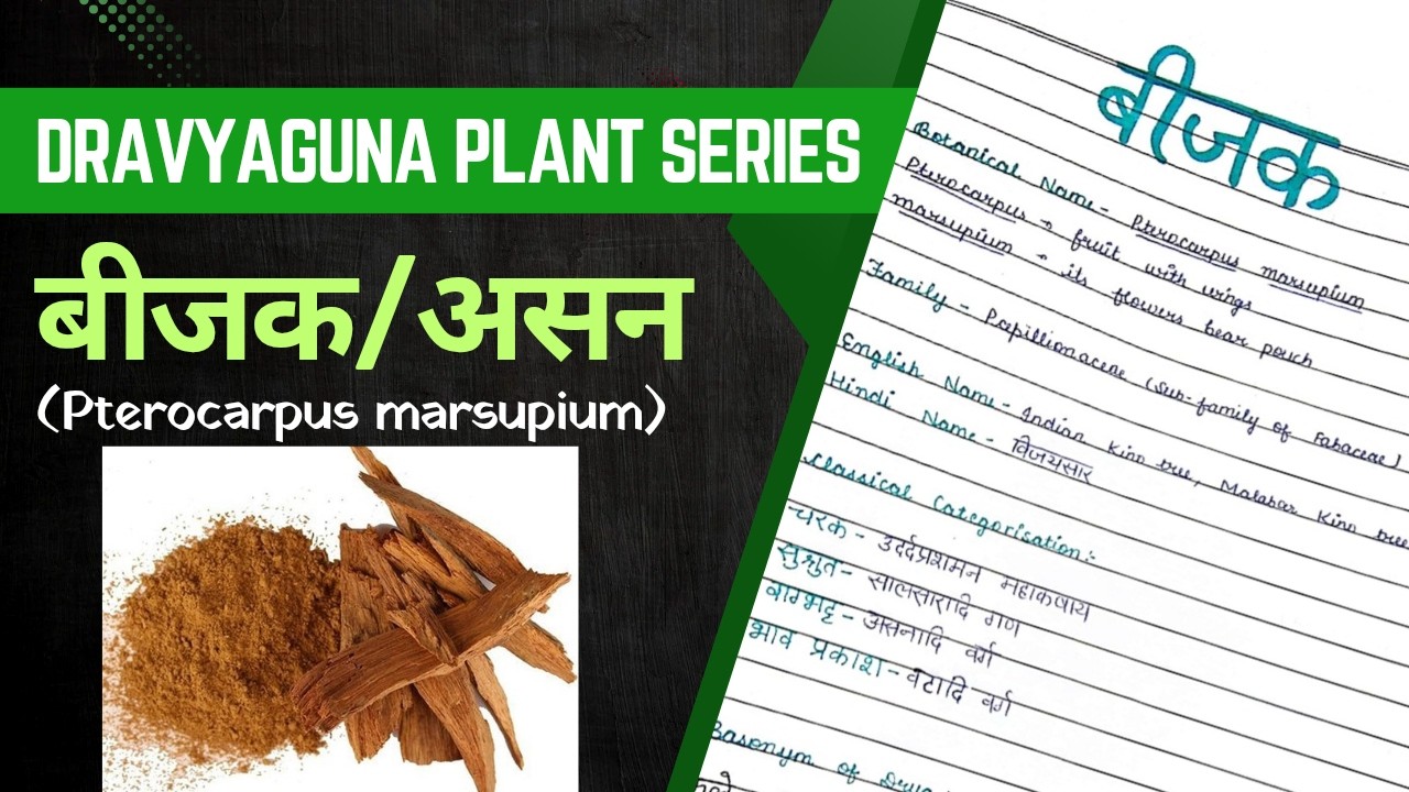 Bijak/Asan Dravyaguna with notes || बीजक | असन | विजयसार | Pterocarpus marsupium || BAMS 2nd Proff