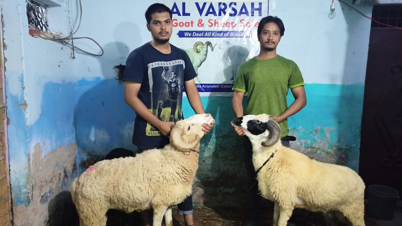 Kurbani k Liye saste Rampuri Sheep's at Al Varsa Goat farm Hyderabad