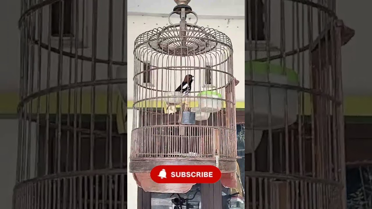 Anis kembang pastol,lulut siul cocok untuk burung yang belum bunyi,langsung respon.