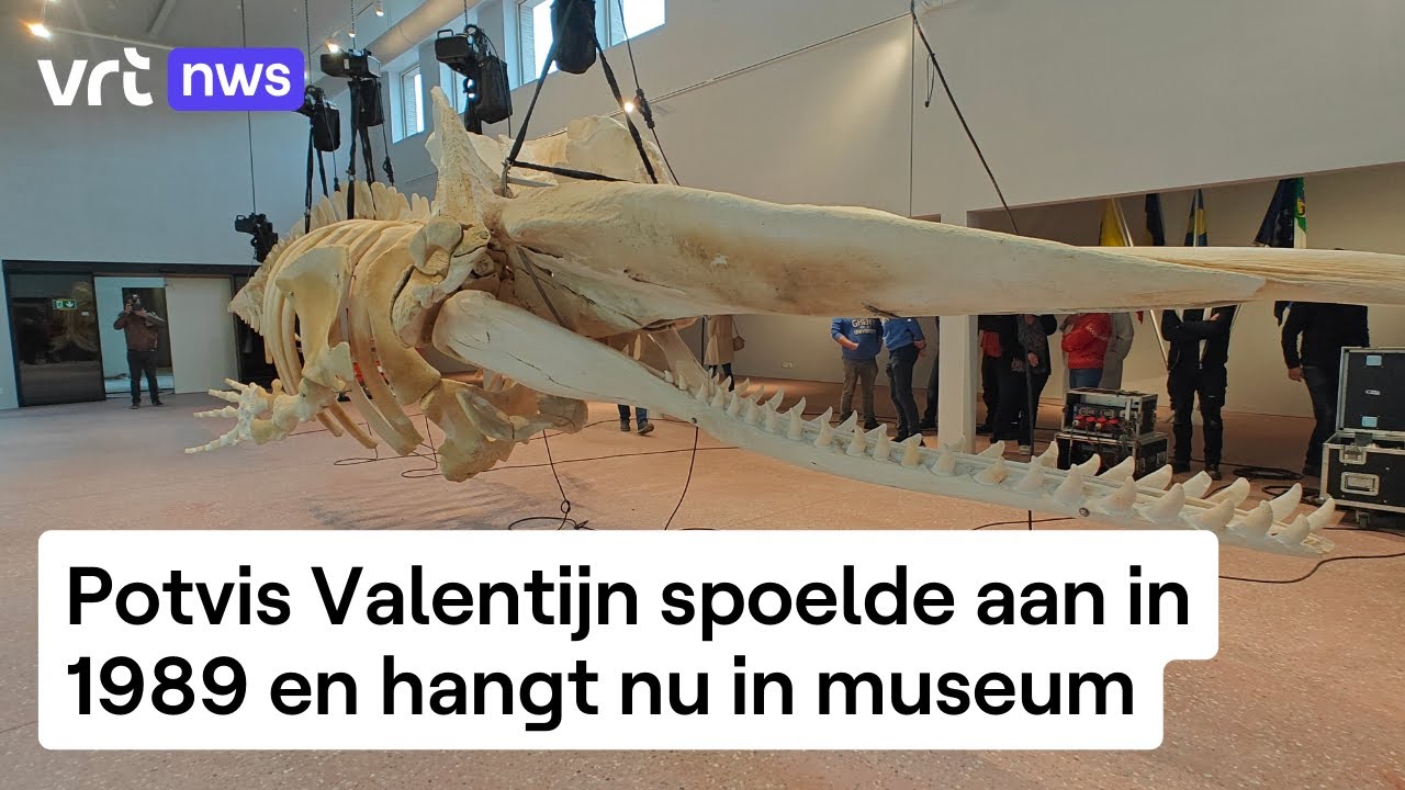Hij is bezichtigen in het visserijmuseum Navigo van Koksijde