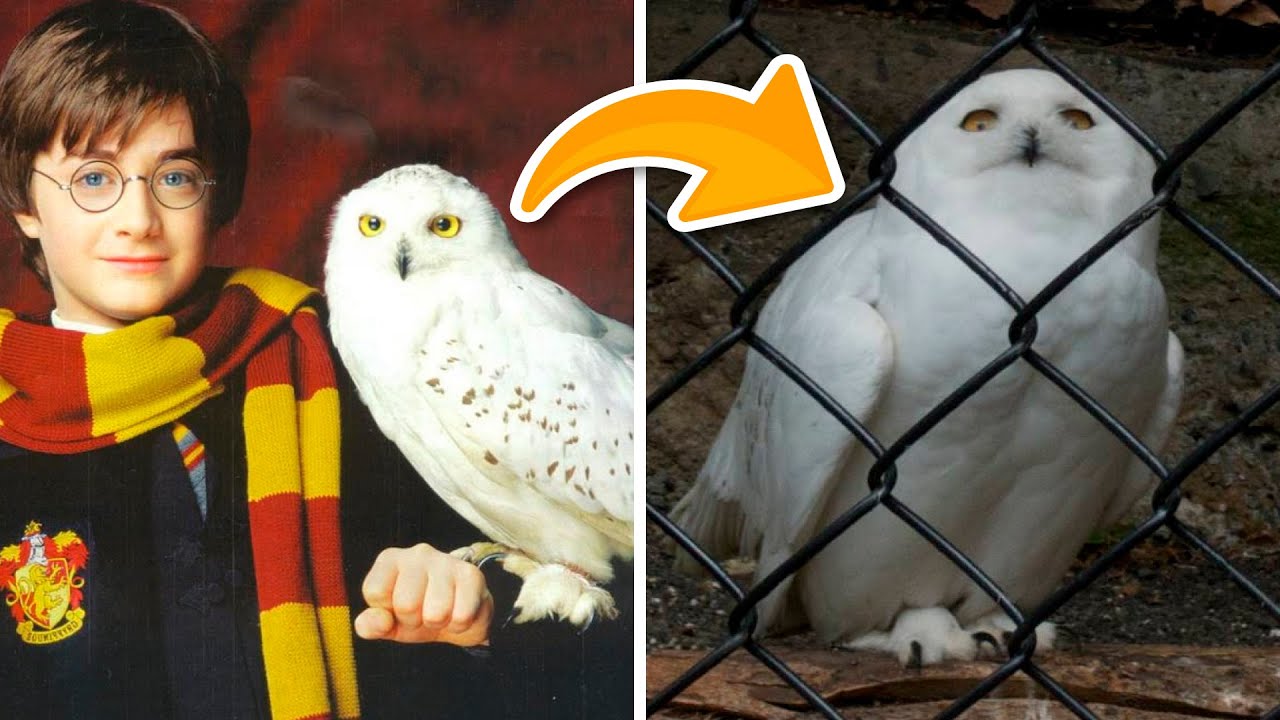 10 Animales de las pel&iacute;culas [&iquest;Qu&eacute; pas&oacute; con ellos?] 😱😭