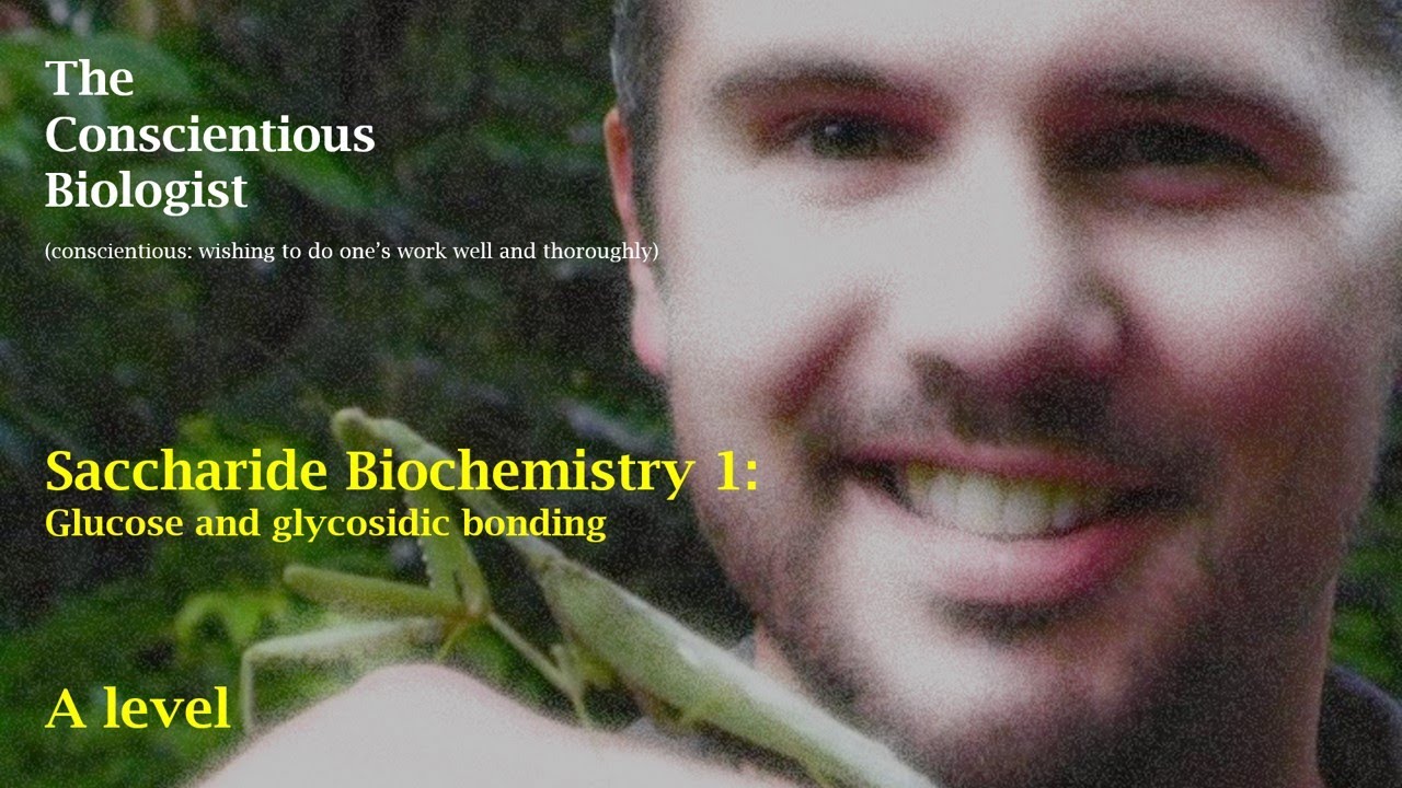 Saccharide Biochemistry glucose and glycosidic bonding