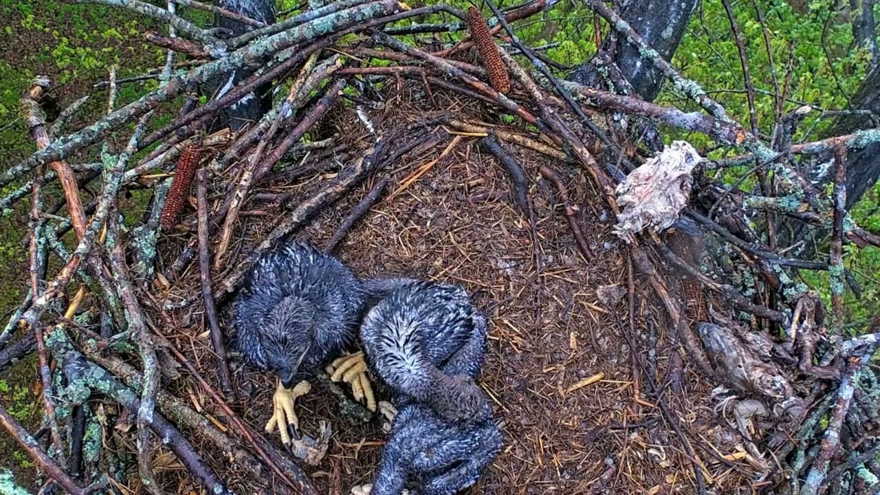 EP#380 #baldeagle Review birds in nest with nature #birdslovers #birdsounds #birdsnest #wildbirds