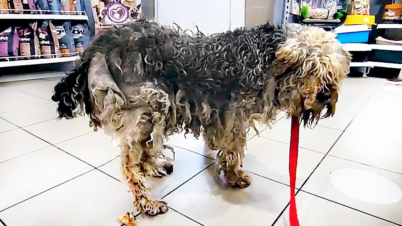 Grooming Saved His Life! 🐶✂️ Extremely matted homeless Dog Rescue