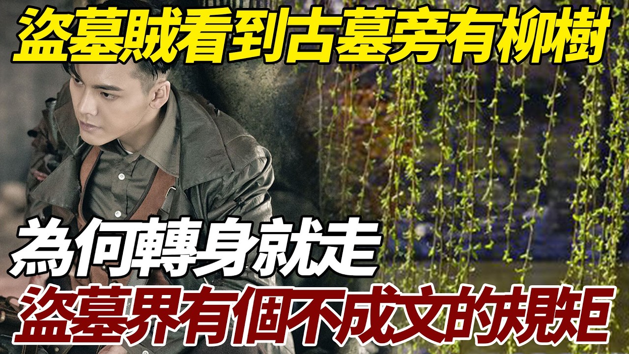 盜墓賊看到古墓旁有柳樹，為何轉身就走？盜墓界有個不成文的規矩   #盗墓 #曹操 #盜墓