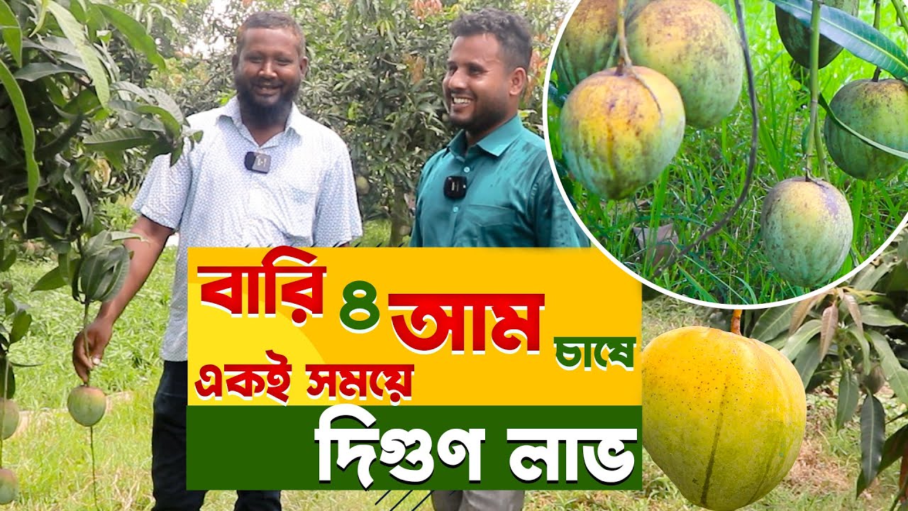 লেট ভ্যারাইটির বারি ৪ আম চাষে লাভবান উদ্যোক্তা | বারি ৪ আম চাষ পদ্ধতি | bari 4 mango -Safollo Kotha
