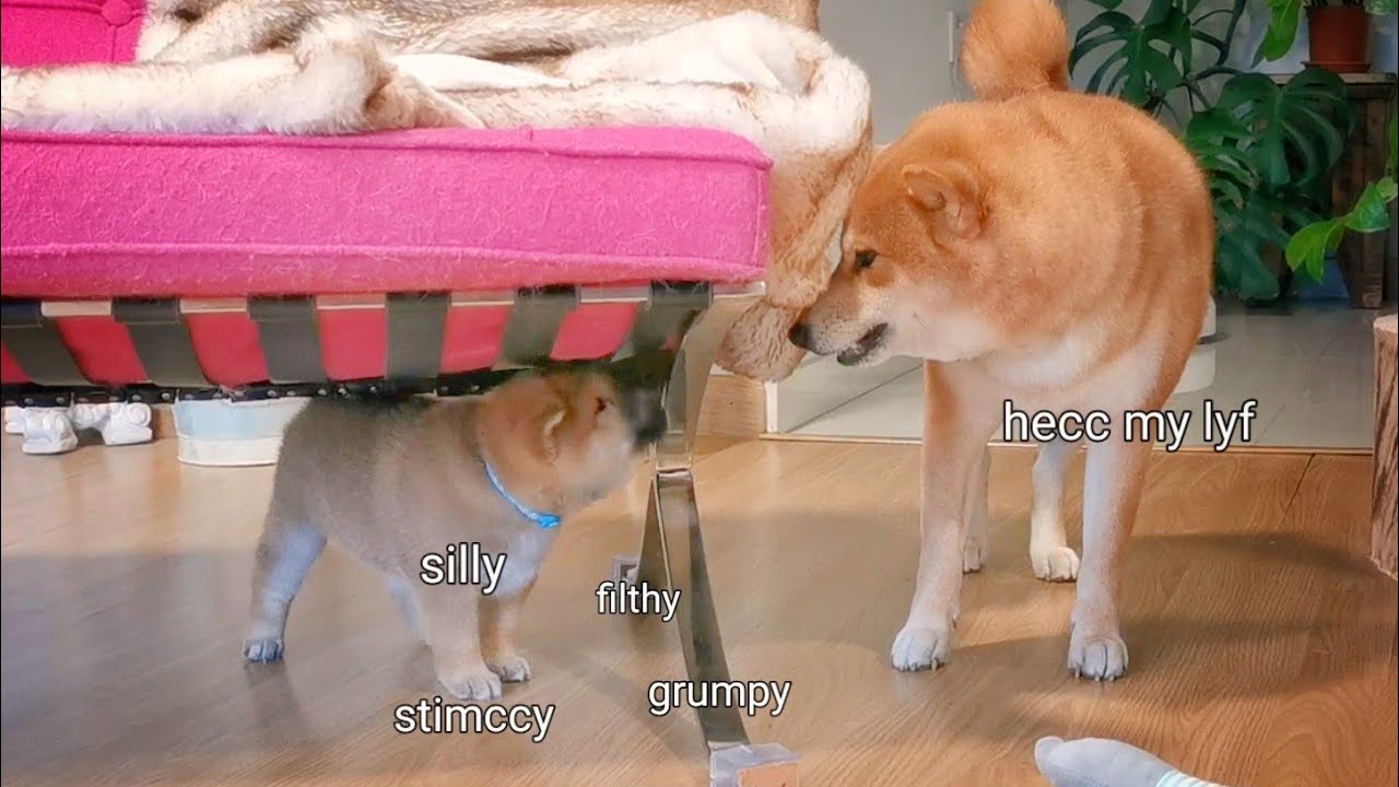 Puppy is AMGERY at Daddo