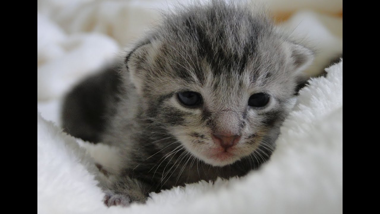 Cat Mia Snow with 10 days old kittens, Season2 Episode4