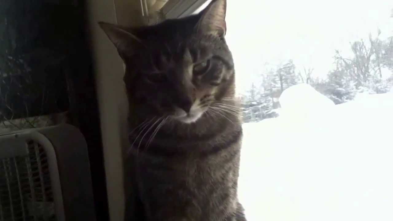 Funny kitty BOB!!!