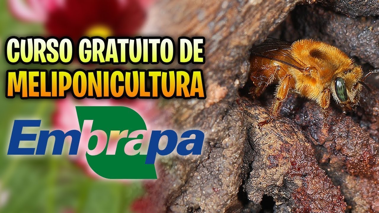 Curso GRATUITO da EMBRAPA revela como criar abelhas sem ferrão do ZERO!