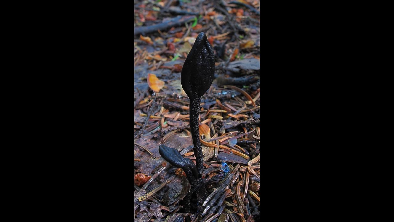 Geoglossum glabrum