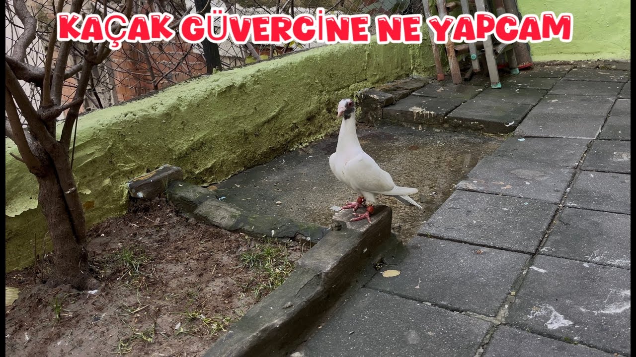 YABANİ GÜVERCİNLER ARASINDA YAKALADIĞIM NE YAPCAZ ( KAÇAK POSTAR YEDE YURTA YAPMIŞ )