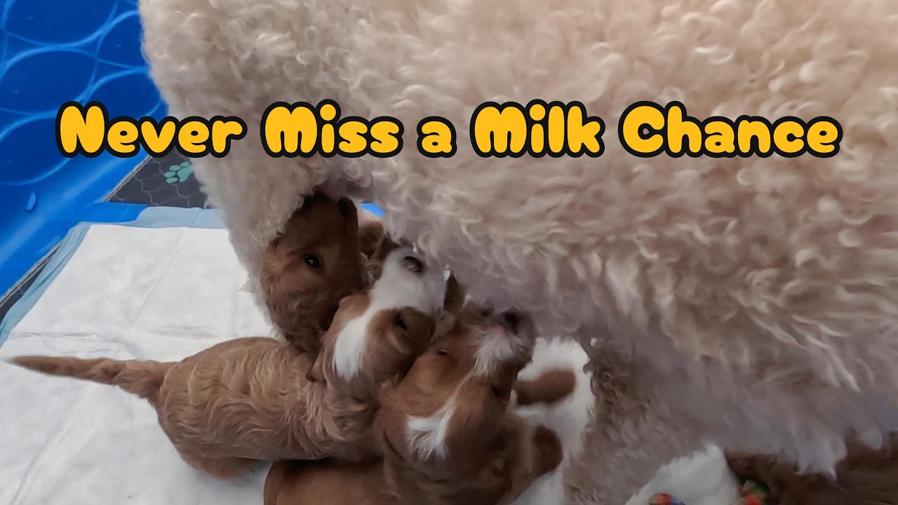 These Little Puppies Growing So Fast — But Mom’s Milk Is Still Their Favorite #5weeks#puppylife#pets
