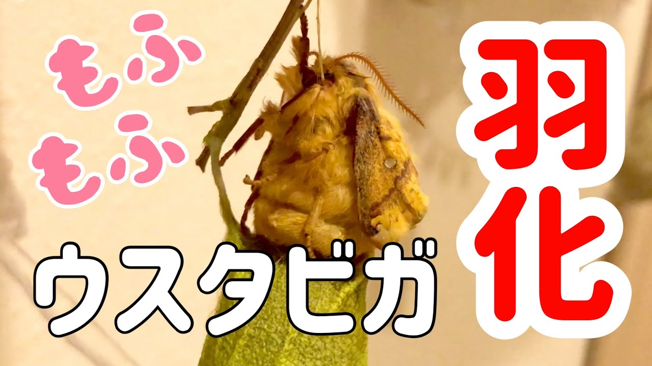 ウスタビガ感動の羽化シーン