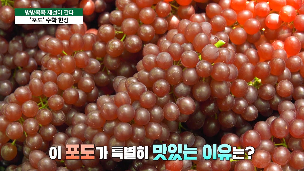 [방방콕콕 제철이 간다] 봄에 먹는 ‘포도’