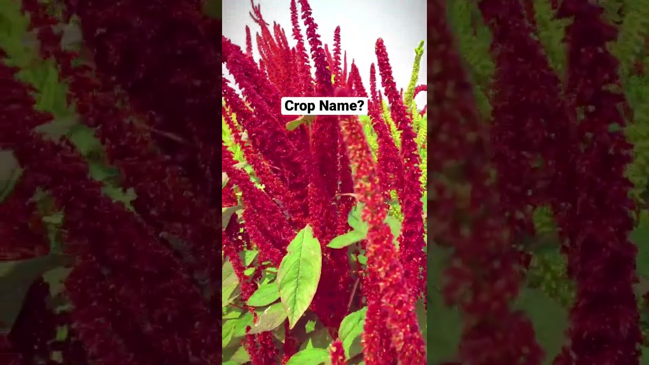 Which Crop is this? #crop #outdoor