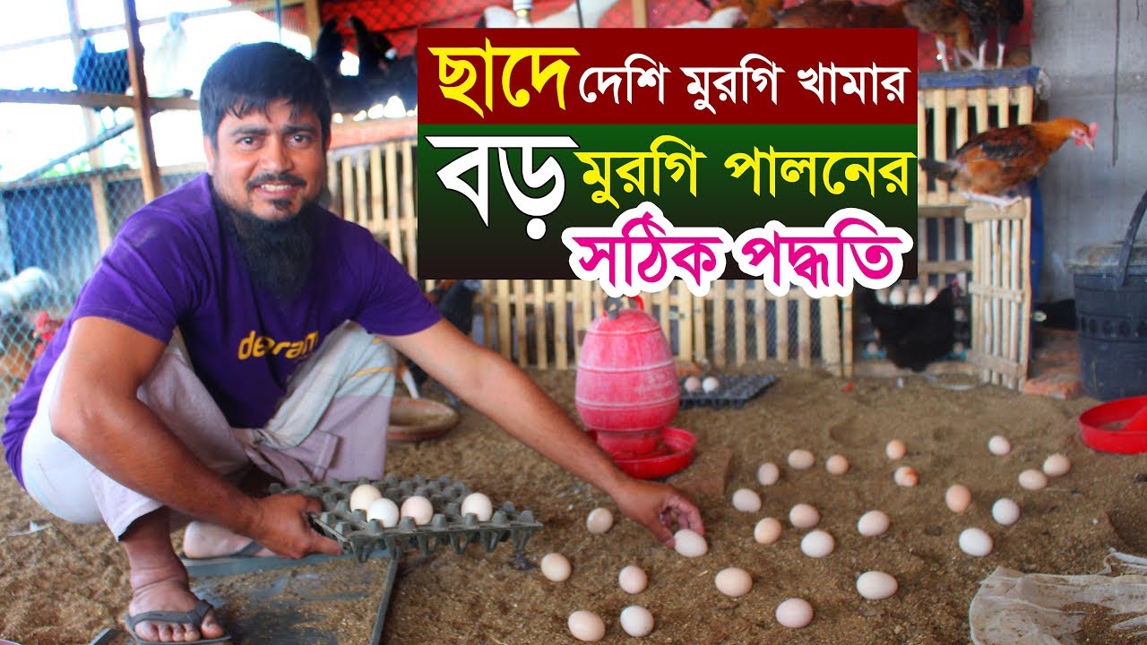 ছাদে দেশি মুরগির খামার বড় মুরগি পালনের সঠিক পদ্ধতি | Poultry rooftop farming in bangladesh
