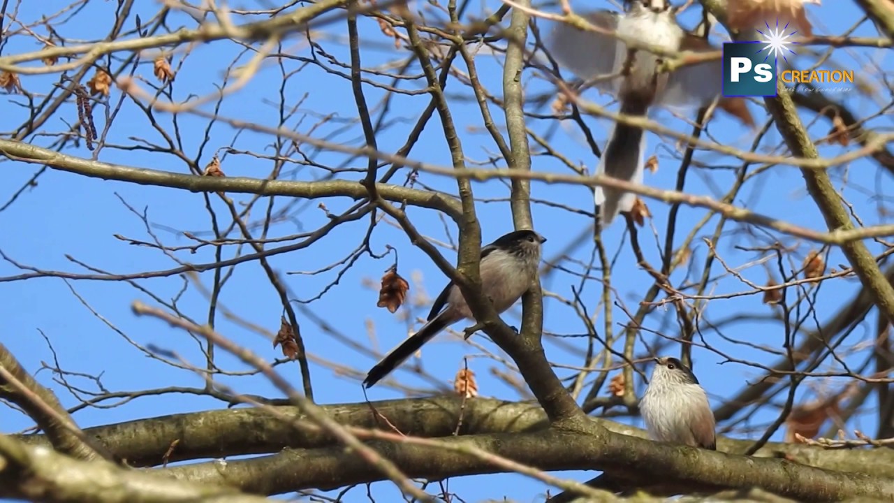 Long tailed Tit - Aegithalos caudatus - Codibugnolo