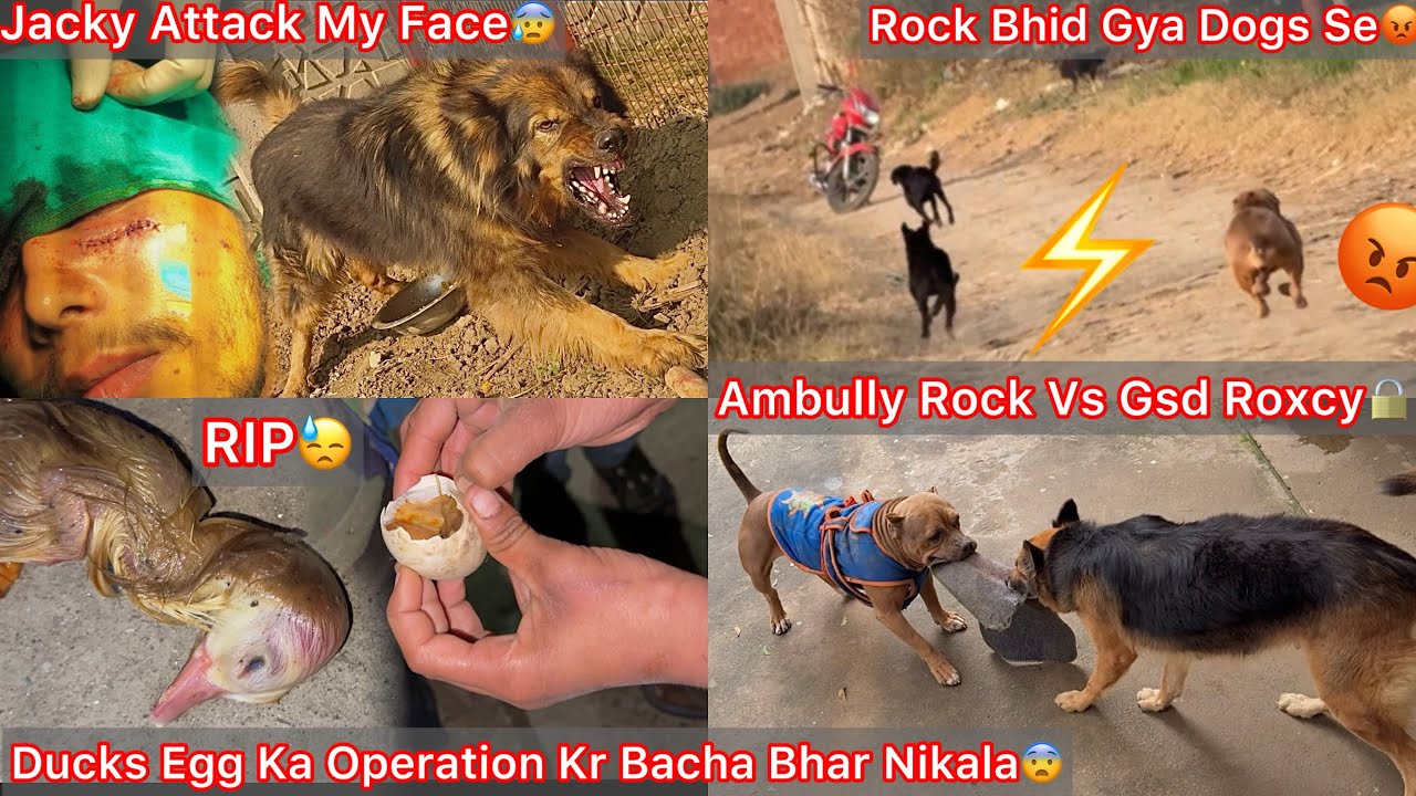 Jacky Attack My Face😨Jaan Bach Gye Bs😰|| Ducks Egg Ka Operation Kar Bacha Bhar Nikala🐣RIP😢