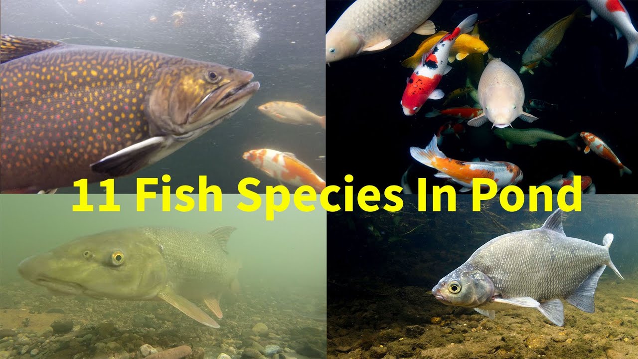 11 kinds of fish in Garden pond (Brook Trout, Barbel & Sturgeon)