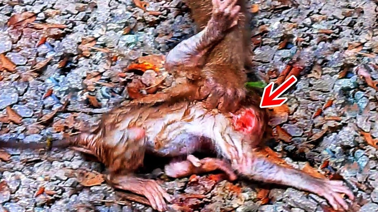NICE CLIP VIDEO MONEKY- MIX VDO MONKEY -ADORABLE MONKEYS.1