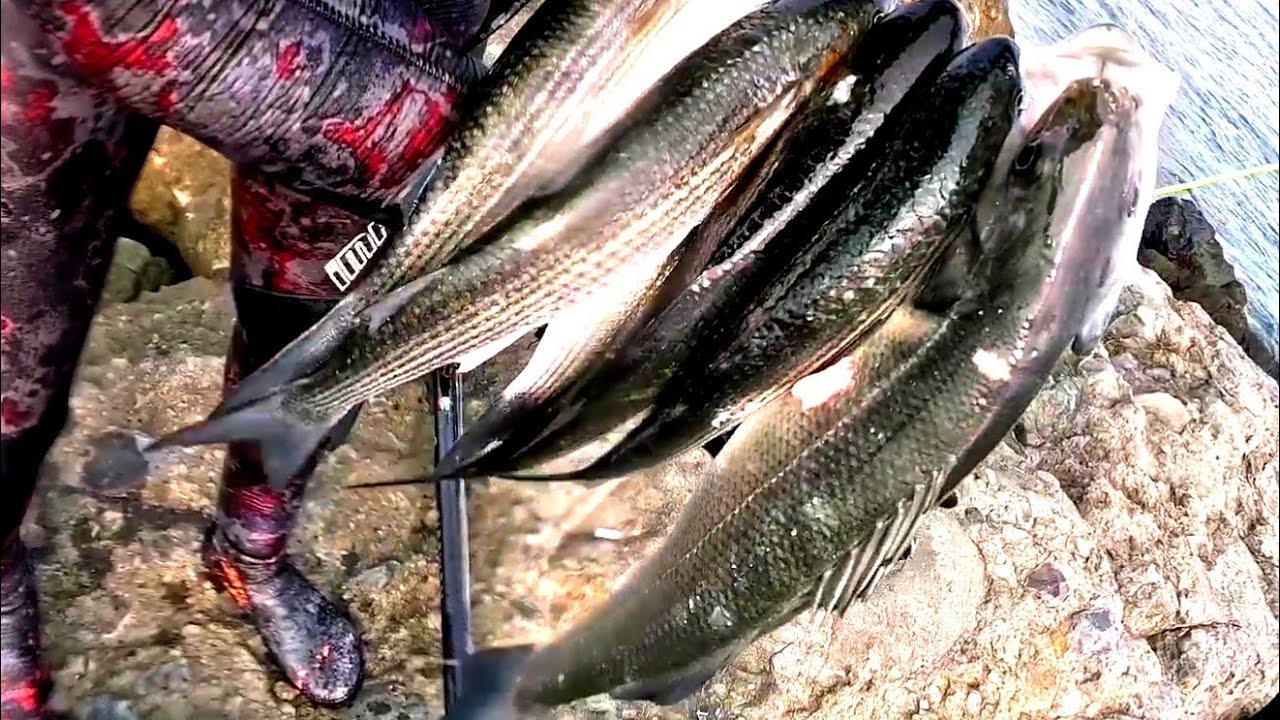 zıpkınla levrek avı sütlü levrek tarifi 🔥🔥🔥seabass spearfishing