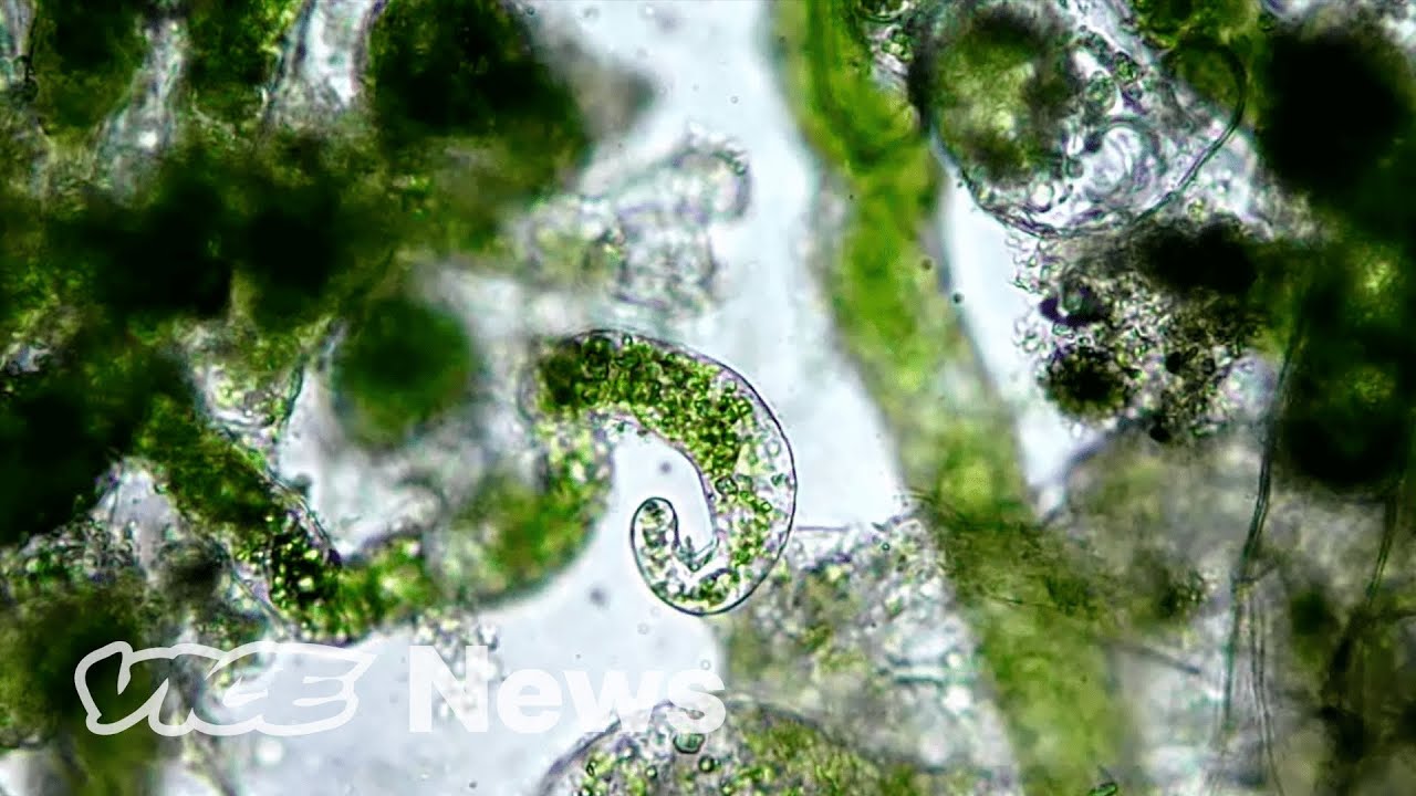 Seaweed Clothes Can Save the Planet | Materialistic