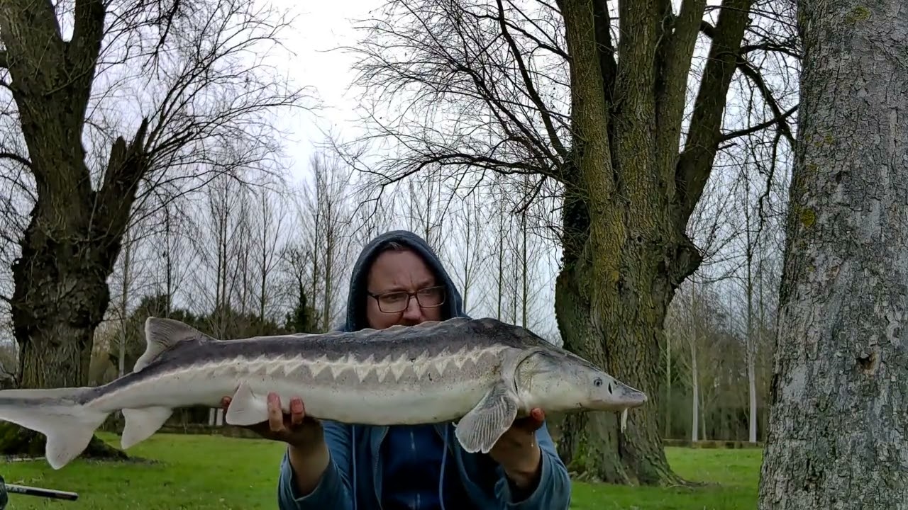 Gros esturgeon au coup. Pêche au coup