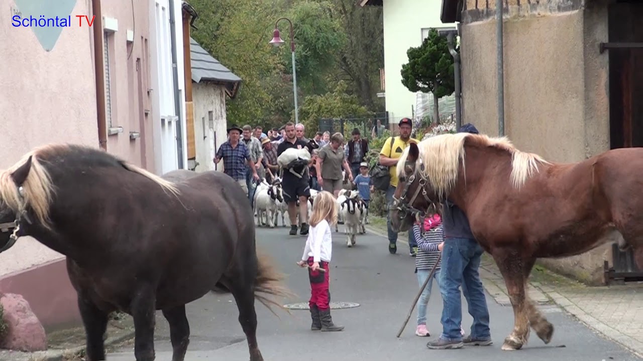 Schöntal TV: Weideabtrieb in Bieringen am 12.10.2019