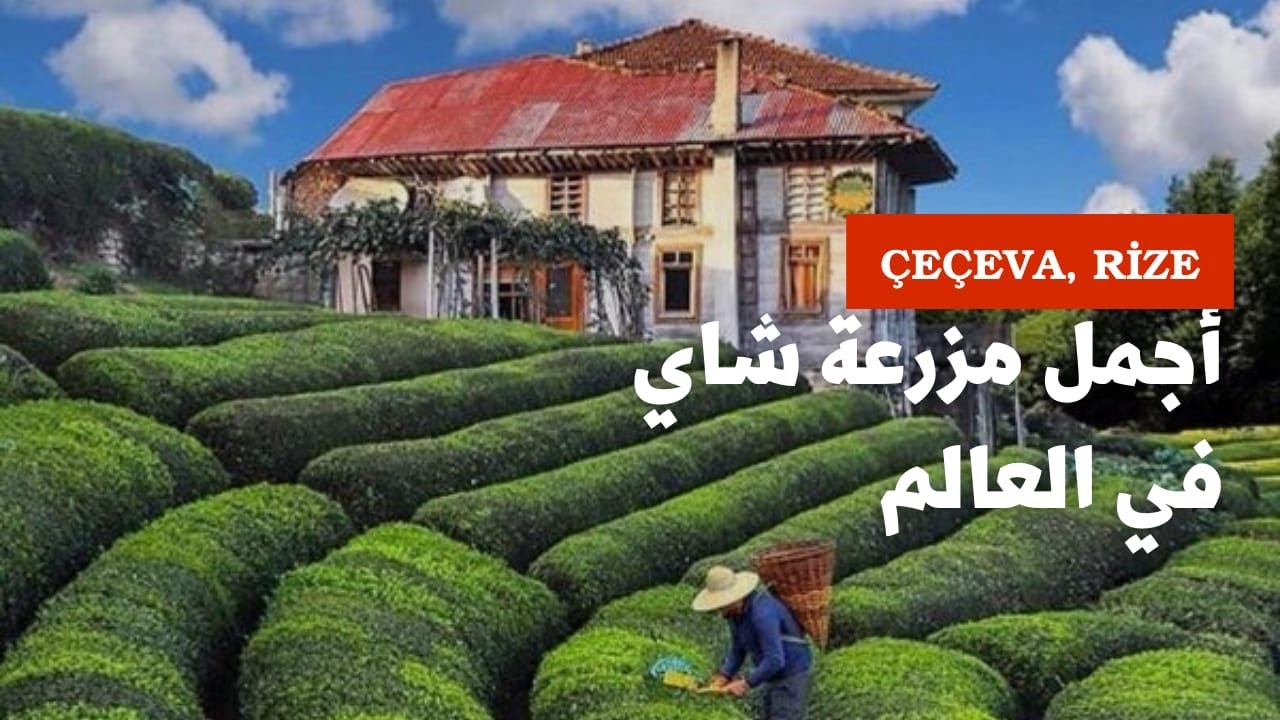 أجمل مزرعة شاي في تركيا / ريزا و أماكن مخفية في الشمال التركي