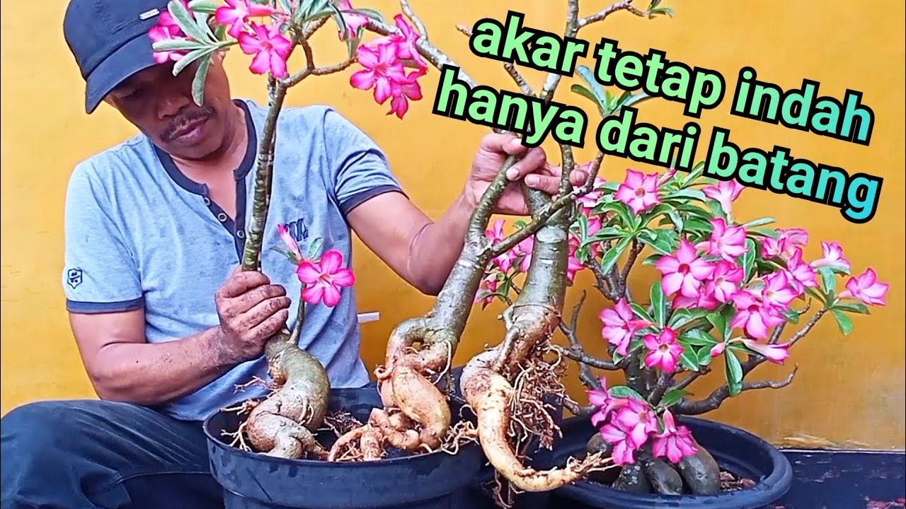hanya dari batang adenium #bonsai #adenium #rosa do deserto #tanamanhias #trending