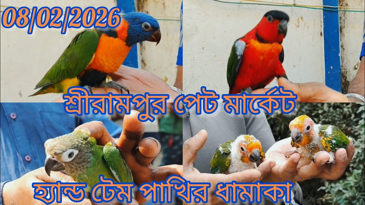 Today Shrirampur Pet Market 🦜 Exotic Birds at Cheapest Price🐦08/02/2026🦜হ্যান্ড টেম পাখির ধামাকা 🦜