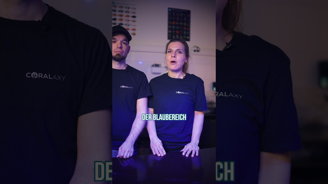 Die 5 h&auml;ufigsten Ursachen f&uuml;r Korallensterben im Aquarium