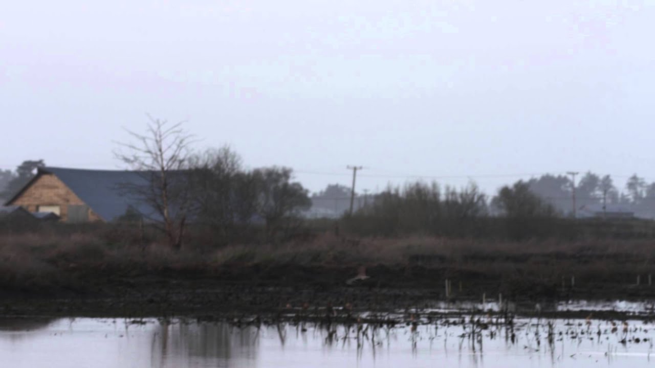 A Peregrine Falcon Dives at a Bufflehead