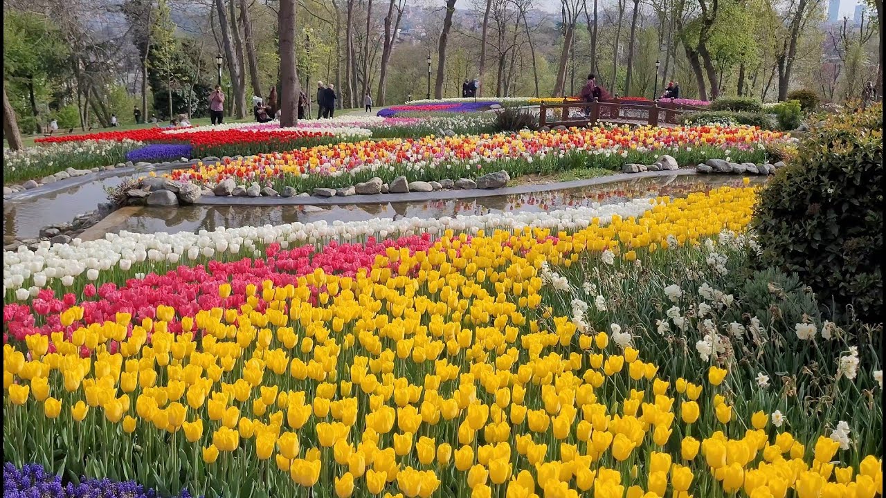 Emirgan Korusu Lale Festivali/Tulips in Gardens/Sarıyer - İstanbul