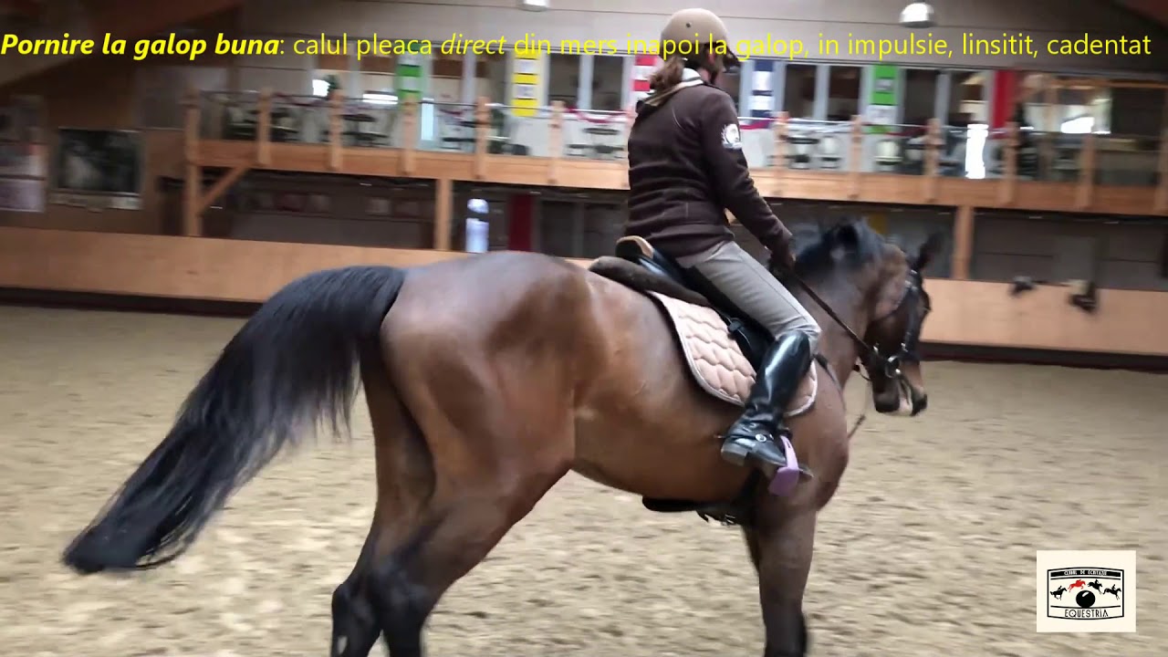 Lectie de dresaj la Equestria - Lectia nr. 3 - Tranzitii galop-opriri-mers inapoi-galop