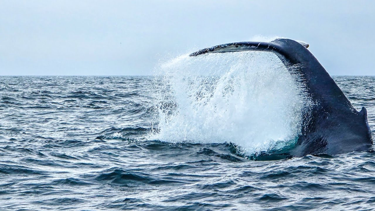 Whales Watching Newfoundland 1