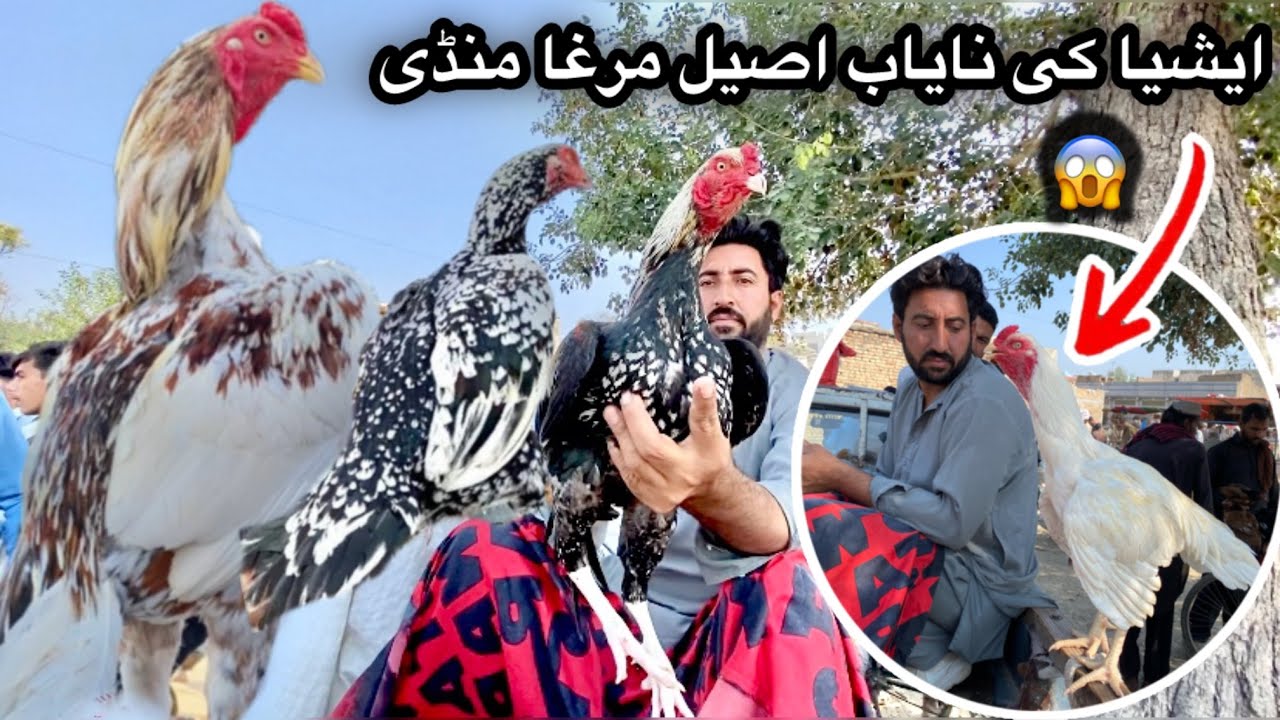 Asia ki nayab aseel murga mandi|Cheap rates |Heigh level aseels |haripur mandi |