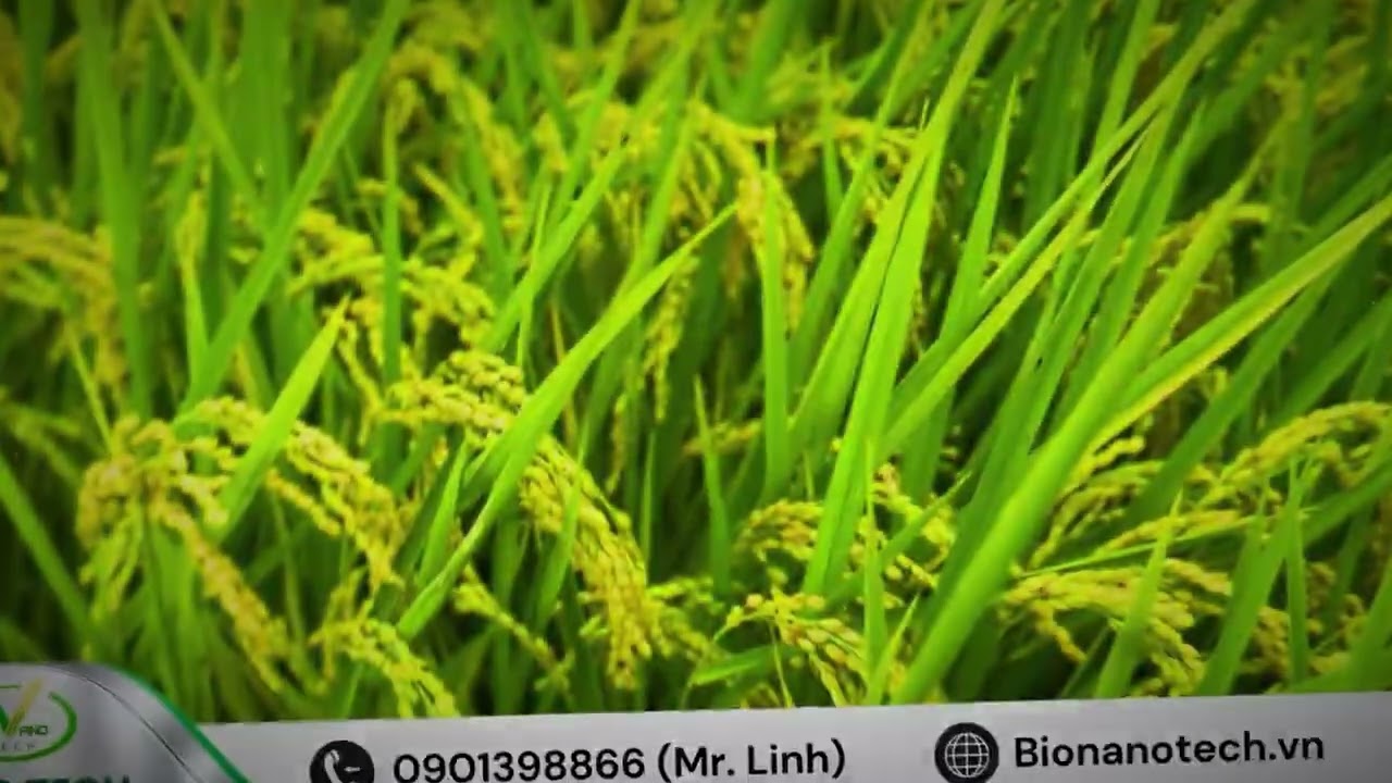 Nhìn ruộng lúa này bà con chấm mấy điểm ?