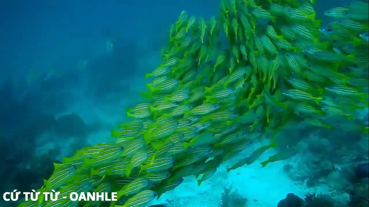 CỨ TỪ TỪ