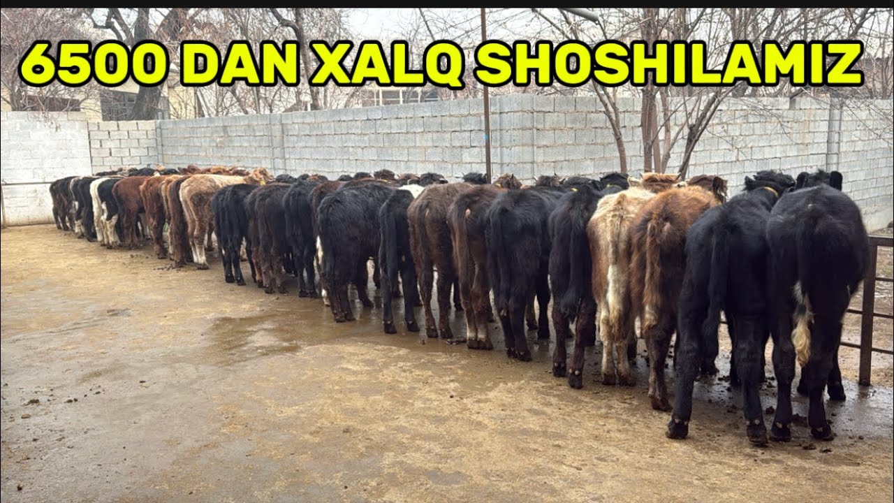 🥇6500 DAN OPTIM ✅SARDOR AKADAN SUPER AKSIYA XALQ MAZZA QILSIN♨️