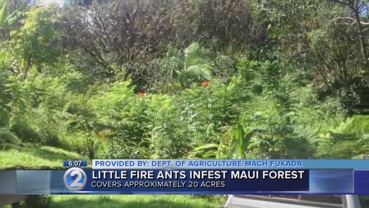 Little Fire Ants infest large forested area on Maui