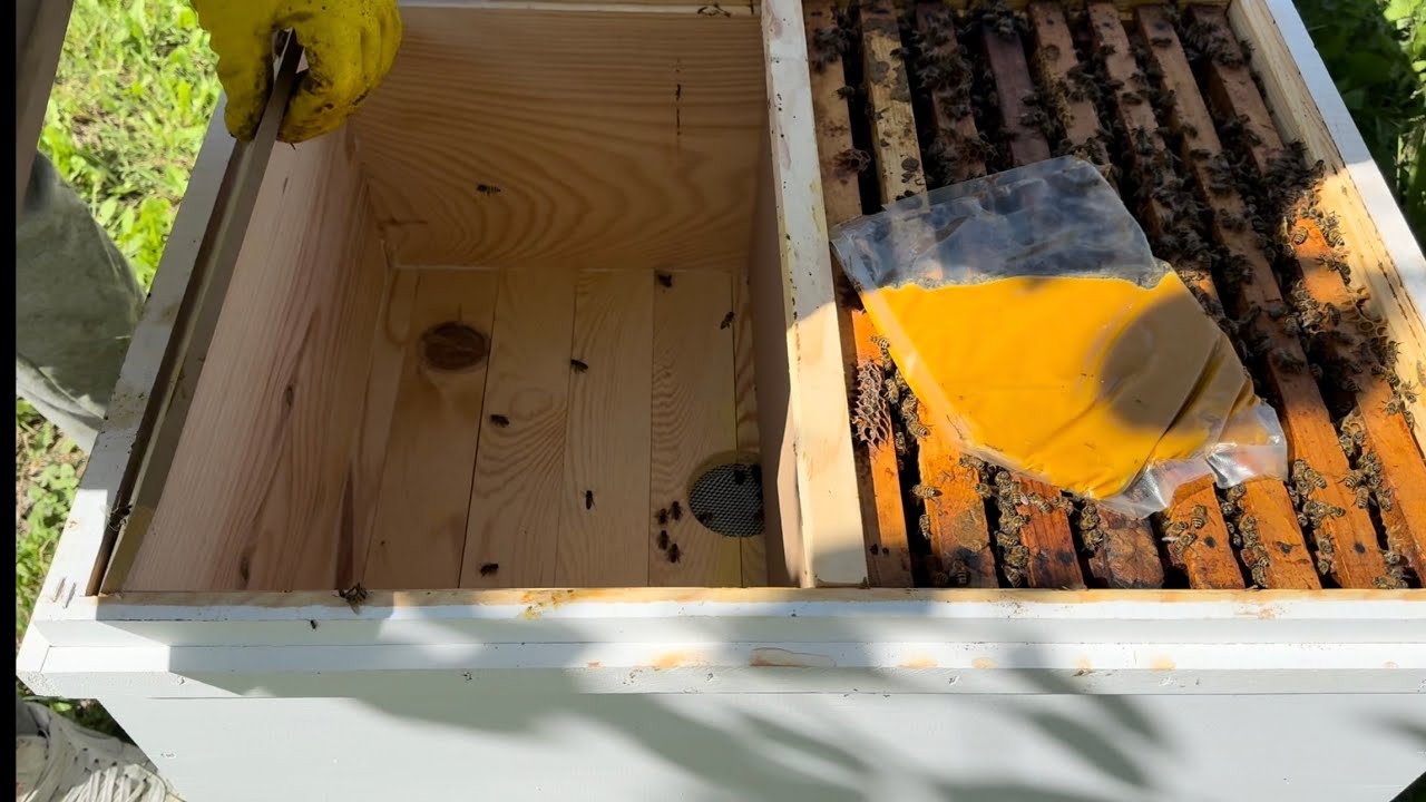 Tabut kovanı denemeleri 1 bölüm