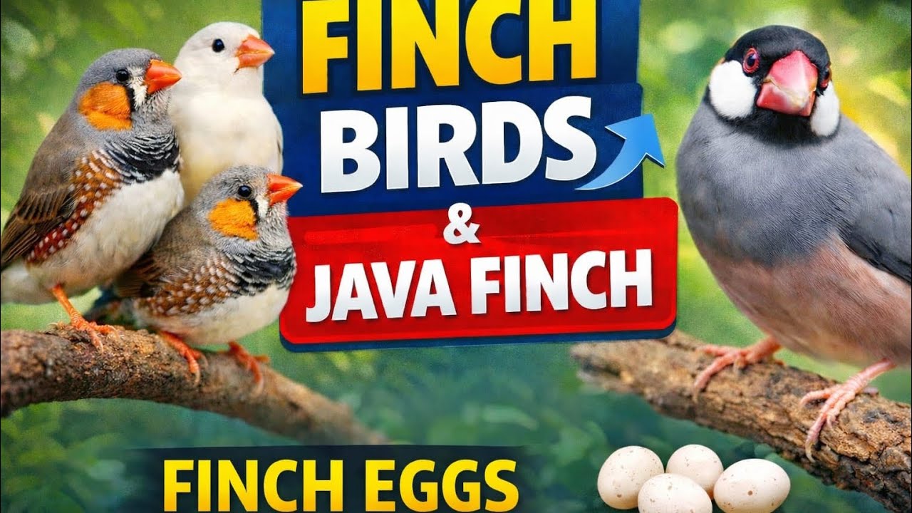 Har ghonsale mein Ande a gaye#birdvideo#bird breeding 