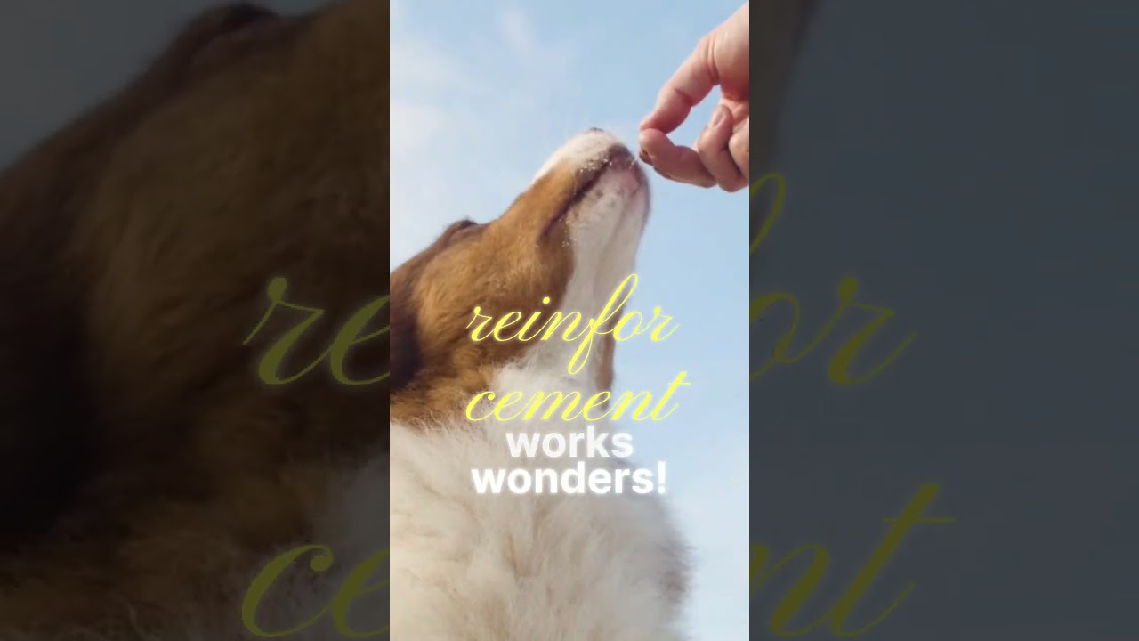 Building Trust and Bonding With Your Pet Bird Training, Communication, and Care Tips