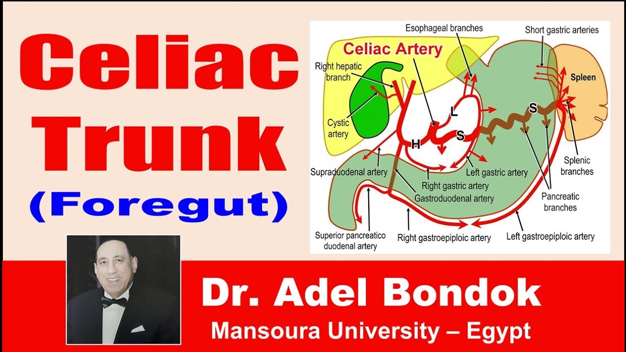Celiac Trunk (Celiac Artery), Dr Adel Bondok